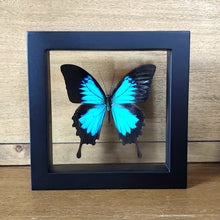 Load image into Gallery viewer, Ulysses Butterfly Shadow Box Frame Discounted
