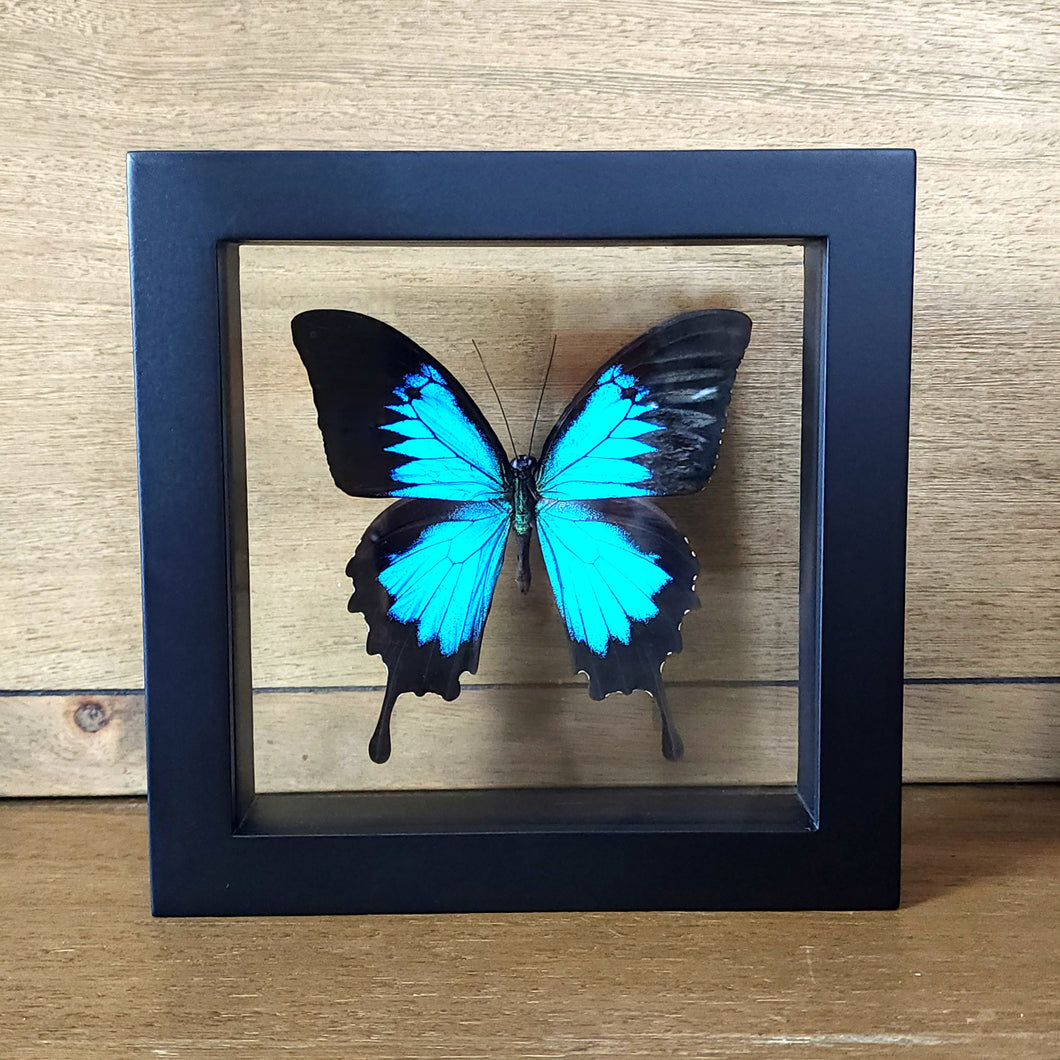 Ulysses Butterfly Shadow Box Frame Discounted