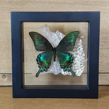 Load image into Gallery viewer, Alpine Black Swallowtail Butterfly Mounted on Snake Skin Shadow Box Frame
