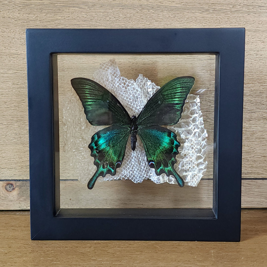 Alpine Black Swallowtail Butterfly Mounted on Snake Skin Shadow Box Frame