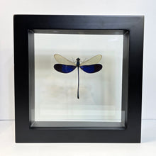 Load image into Gallery viewer, Great Blue Metalwing Damselfy Shadow Box Frame
