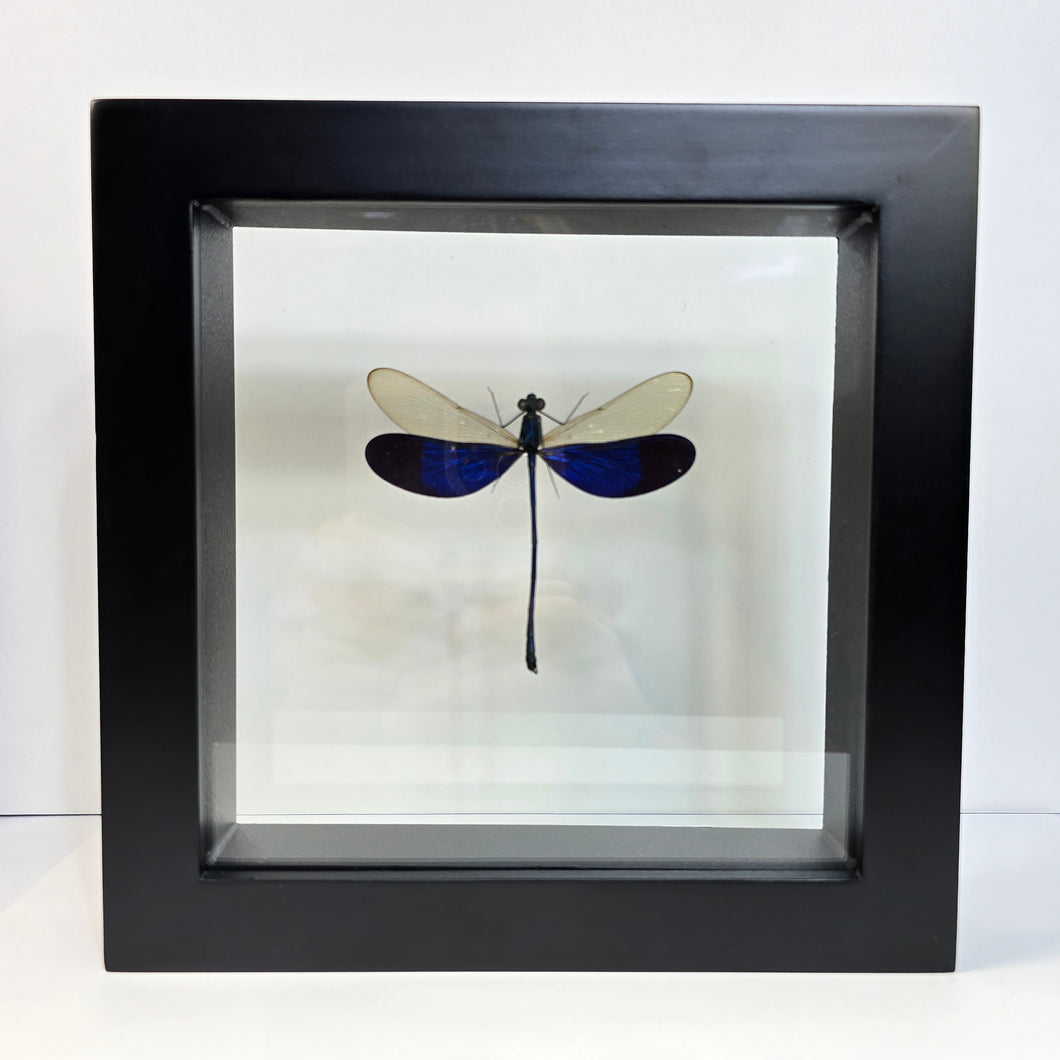 Great Blue Metalwing Damselfy Shadow Box Frame