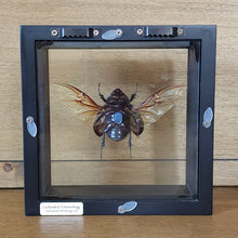 Load image into Gallery viewer, Beetle Shadow Box Frame
