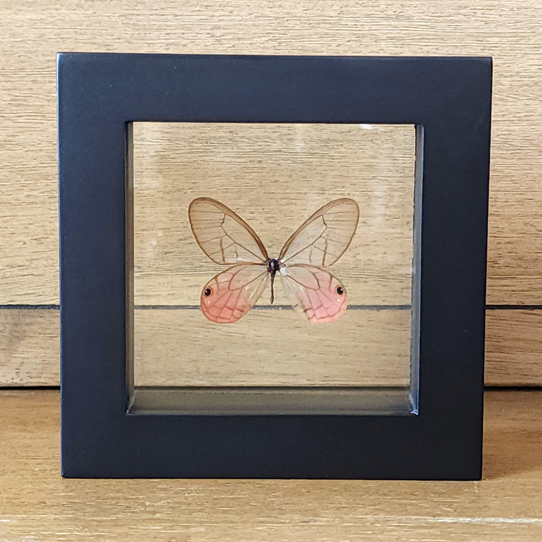 Blushing Phantom Butterfly Shadow Box Frame