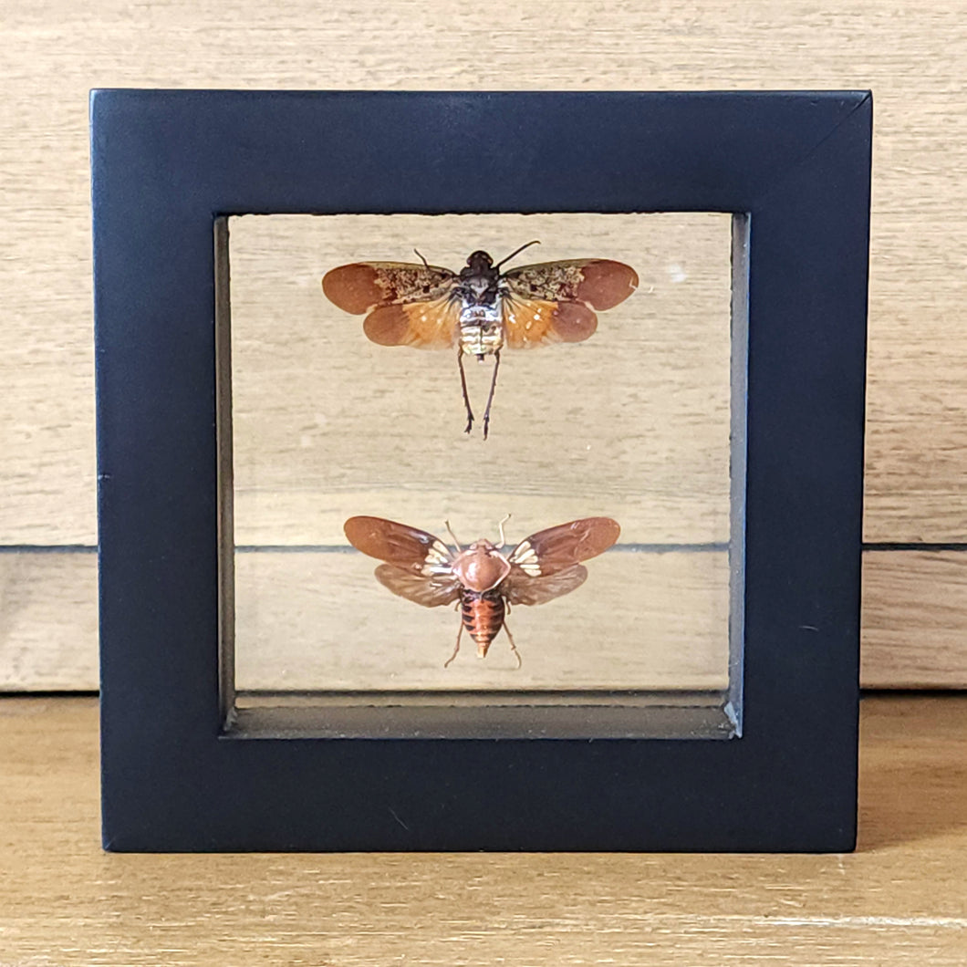 Plant Hopper Pair Shadow Box Frame