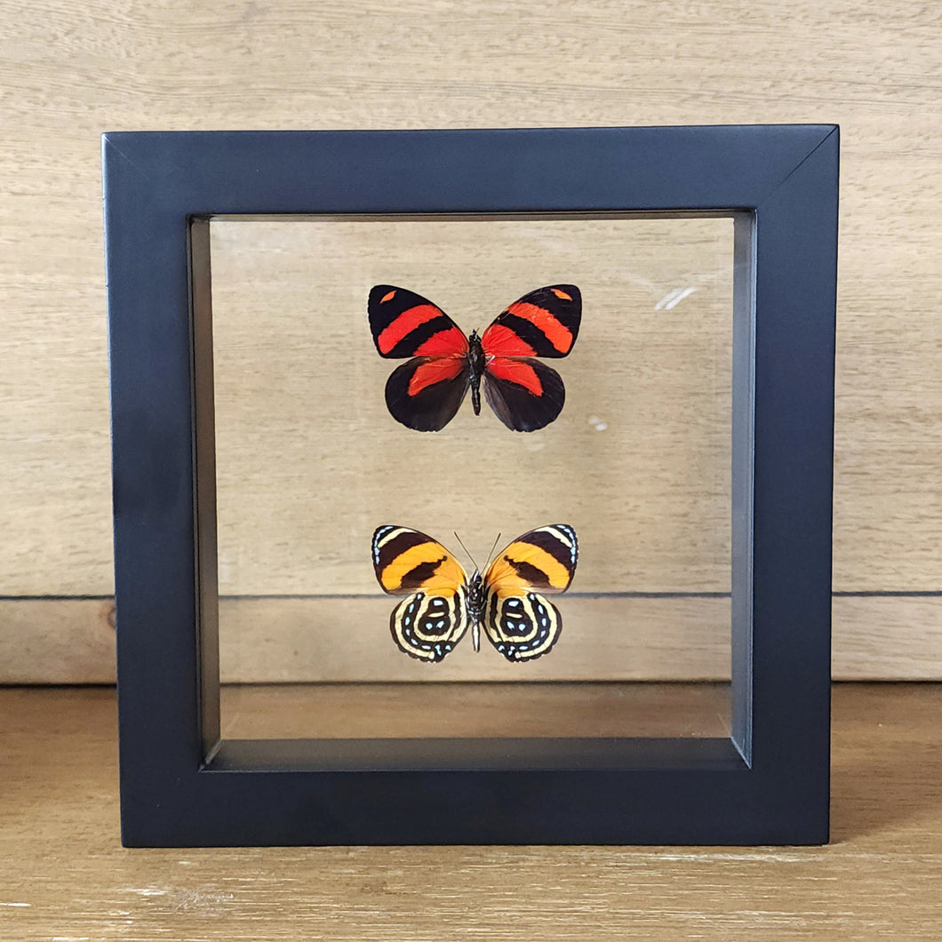 BD Butterfly Pair Shadow Box Frame