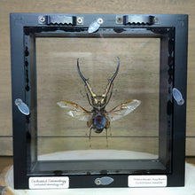 Load image into Gallery viewer, Metallic Stag Beetle Shadow Box Frame
