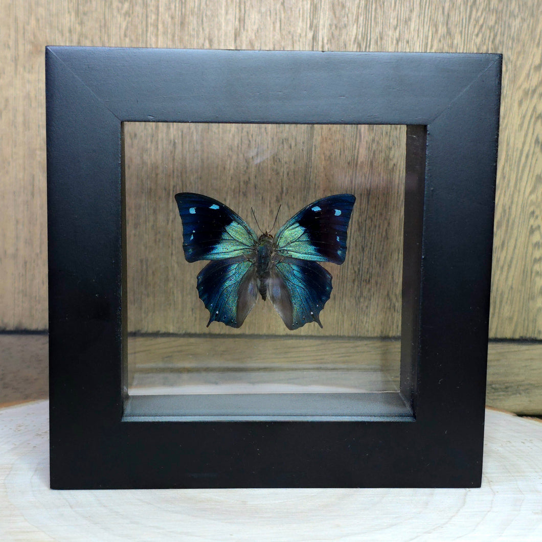 Leafwing Butterfly Shadow Box Frame