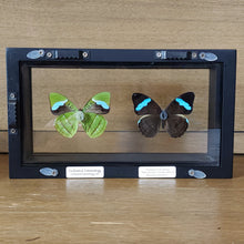 Load image into Gallery viewer, Hewitson&#39;s Olivewing Butterfly Pair Shadow Box Frame
