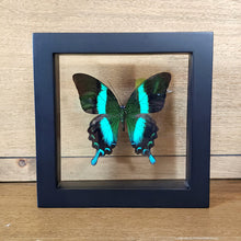 Load image into Gallery viewer, Peacock Swallowtail Butterfly Shadow Box Frame
