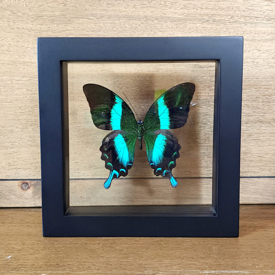 Peacock Swallowtail Butterfly Shadow Box Frame