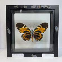 Load image into Gallery viewer, Tiger Butterfly Shadow Box Frame
