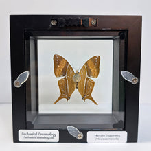 Load image into Gallery viewer, Marcella Daggerwing Butterfly Shadow Box Frame
