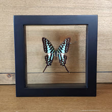 Load image into Gallery viewer, Common Swordtail Butterfly Shadow Box Frame
