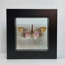 Load image into Gallery viewer, Lanternfly Shadow Box Frame
