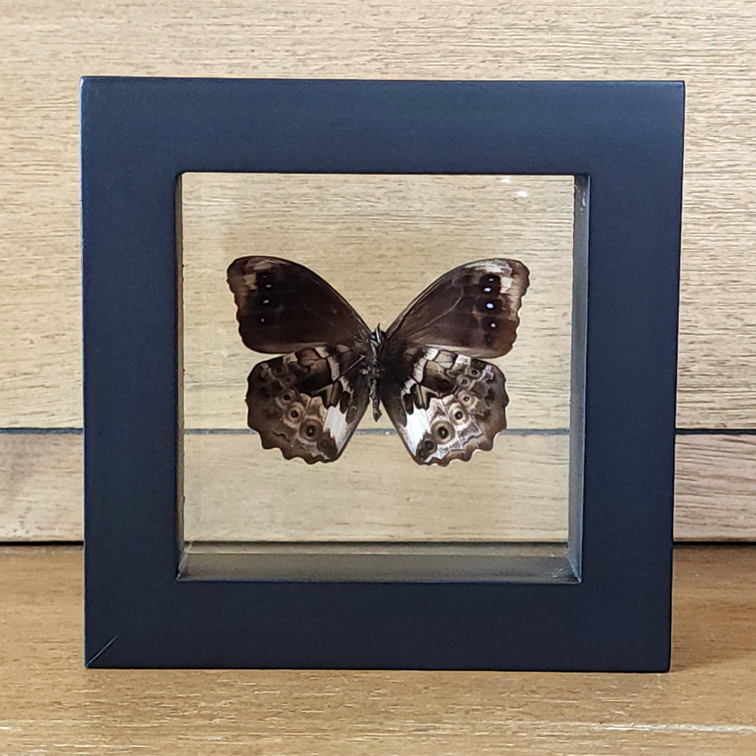 Butterfly Shadow Box Frame