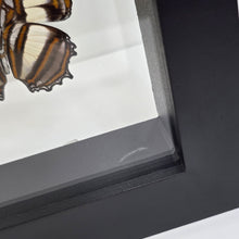 Load image into Gallery viewer, Metamorpha Butterfly Shadow Box Frame
