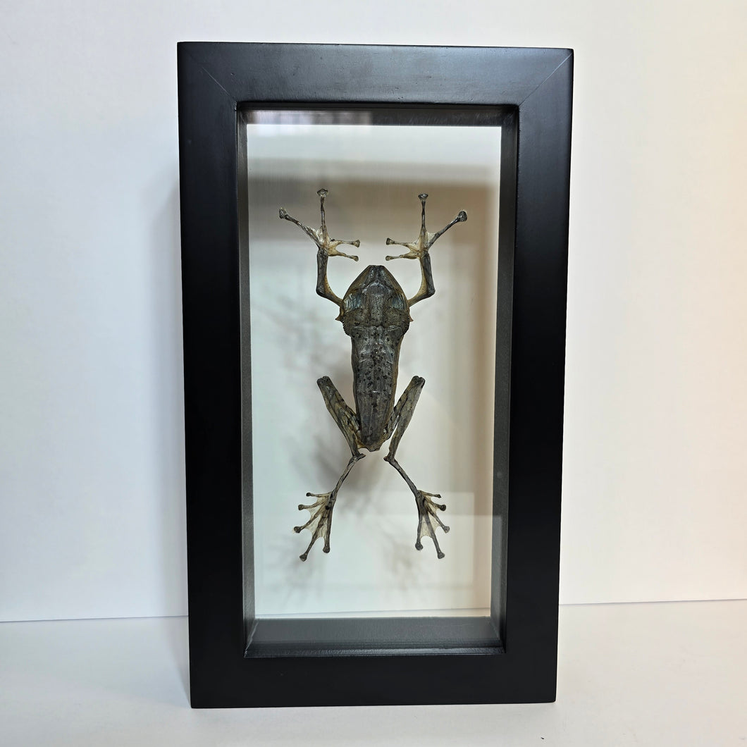 Borneo Eared Frog Shadow Box Frame