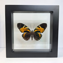 Load image into Gallery viewer, Tiger Butterfly Shadow Box Frame
