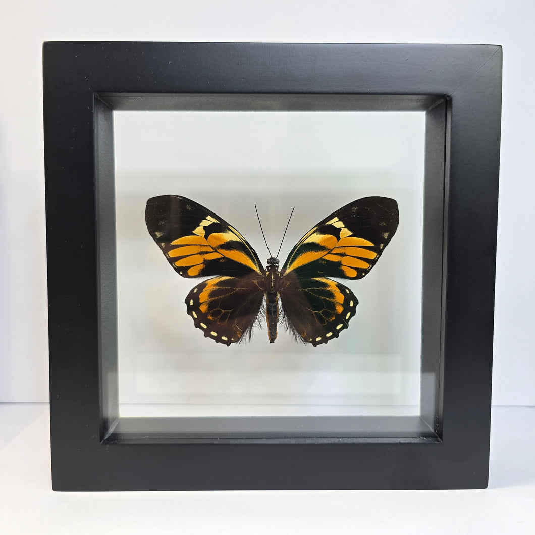 Tiger Butterfly Shadow Box Frame
