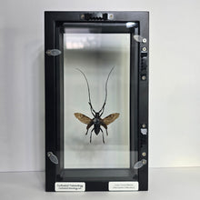 Load image into Gallery viewer, Long-Horned Beetle Shadow Box Frame
