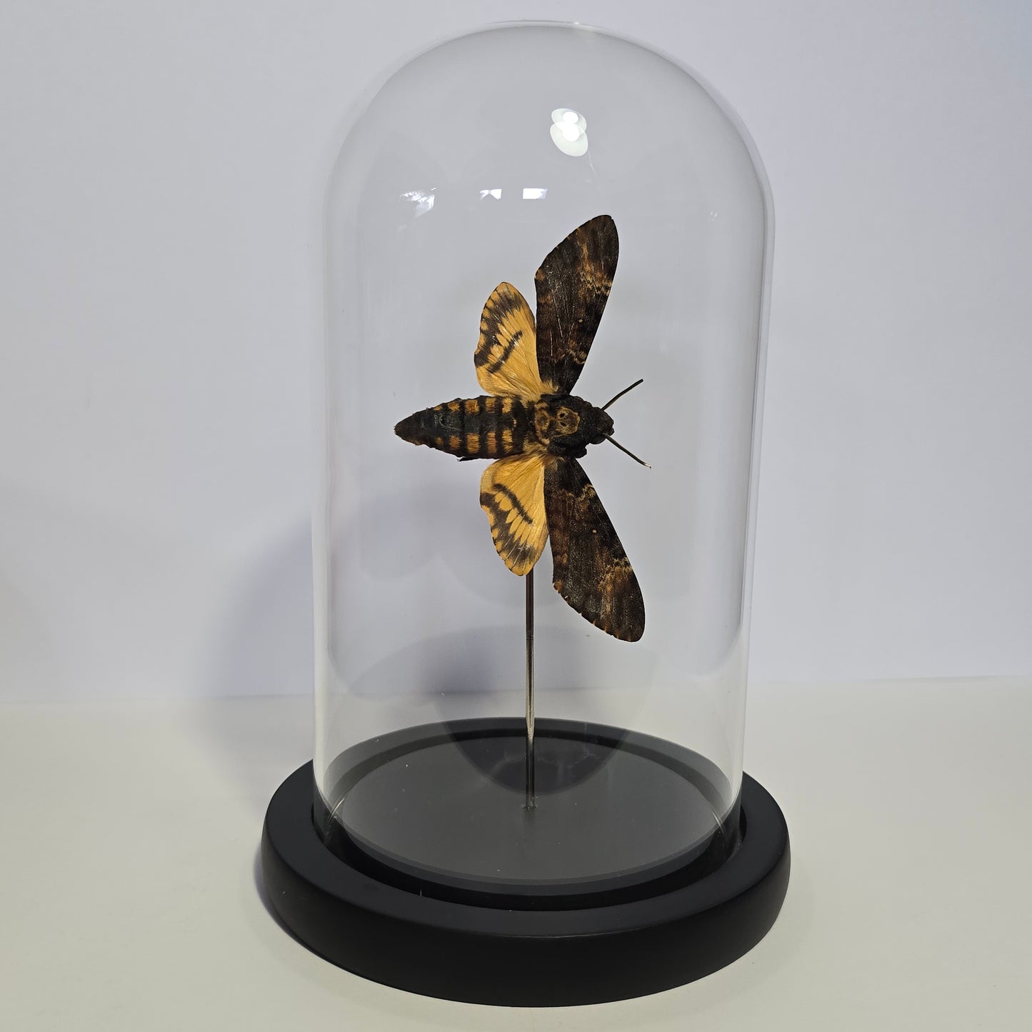 Greater Death's Head Moth Cloche Dome