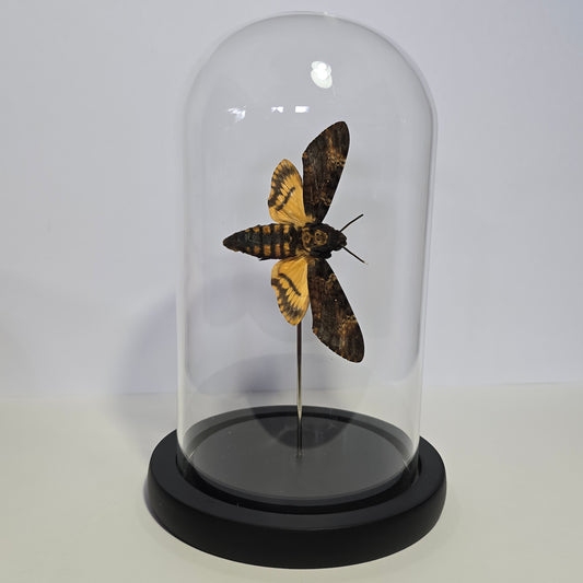 Greater Death's Head Moth Cloche Dome