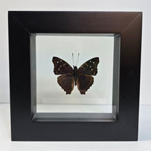 Load image into Gallery viewer, Agathina Emperor Butterfly Shadow Box Frame
