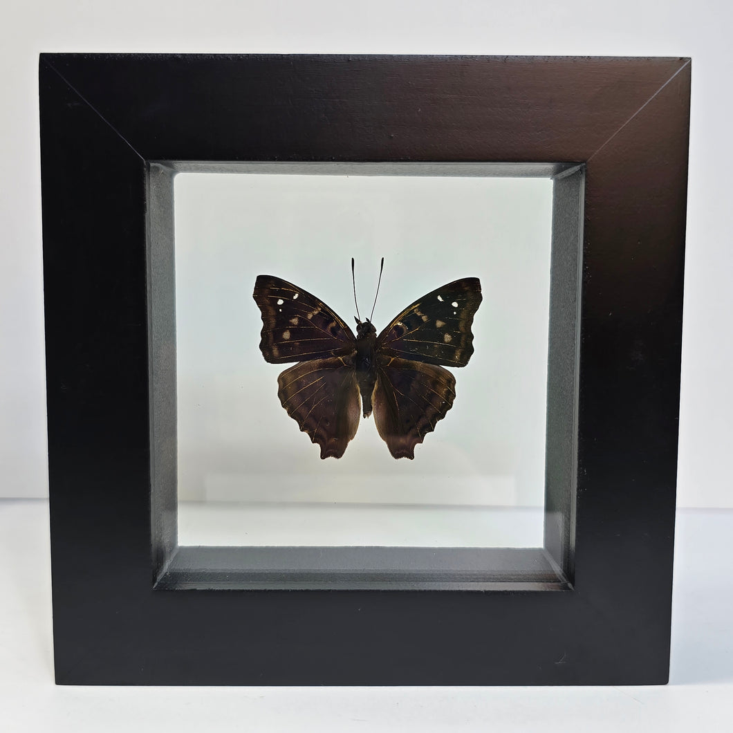 Agathina Emperor Butterfly Shadow Box Frame