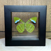 Load image into Gallery viewer, Hewitson&#39;s Olivewing Butterfly Shadow Box Frame
