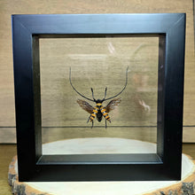 Load image into Gallery viewer, Long-Horned Beetle Shadow Box Frame
