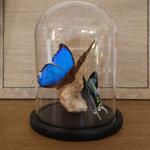 Load image into Gallery viewer, Blue Morpho &amp; Green-Banded Urania
