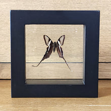 Load image into Gallery viewer, Dragontail Butterfly Shadow Box Frame Discounted
