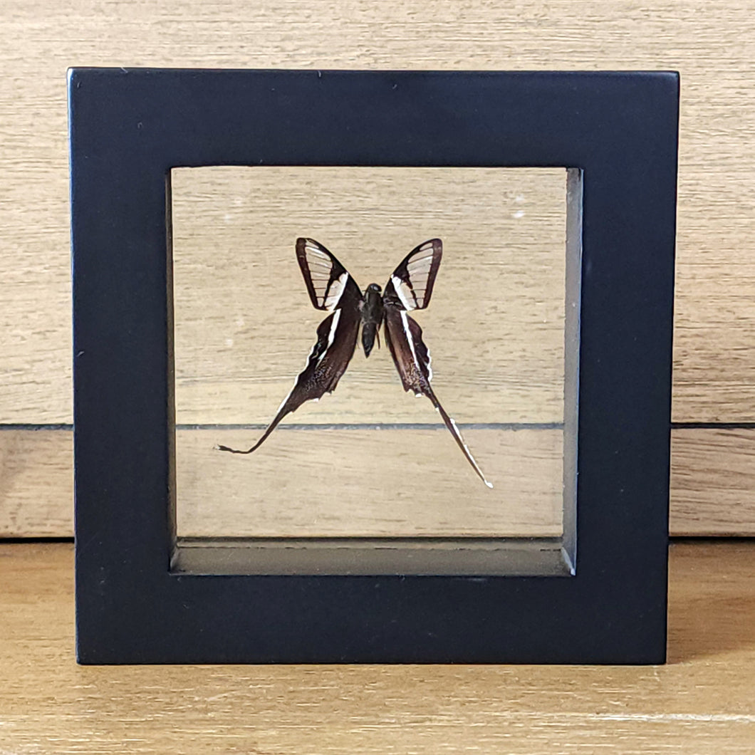 Dragontail Butterfly Shadow Box Frame Discounted