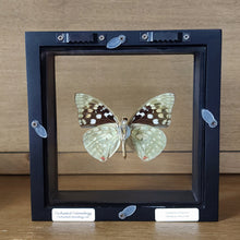 Load image into Gallery viewer, Japanese Emperor Butterfly Shadow Box Frame
