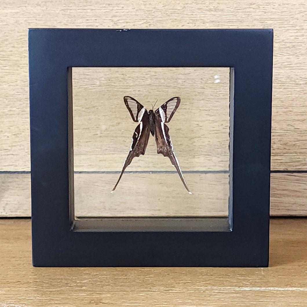 Dragontail Butterfly Shadow Box Frame Discounted