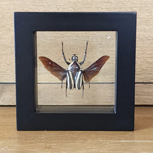 Load image into Gallery viewer, Derby Flower Beetle Shadow Box Frame
