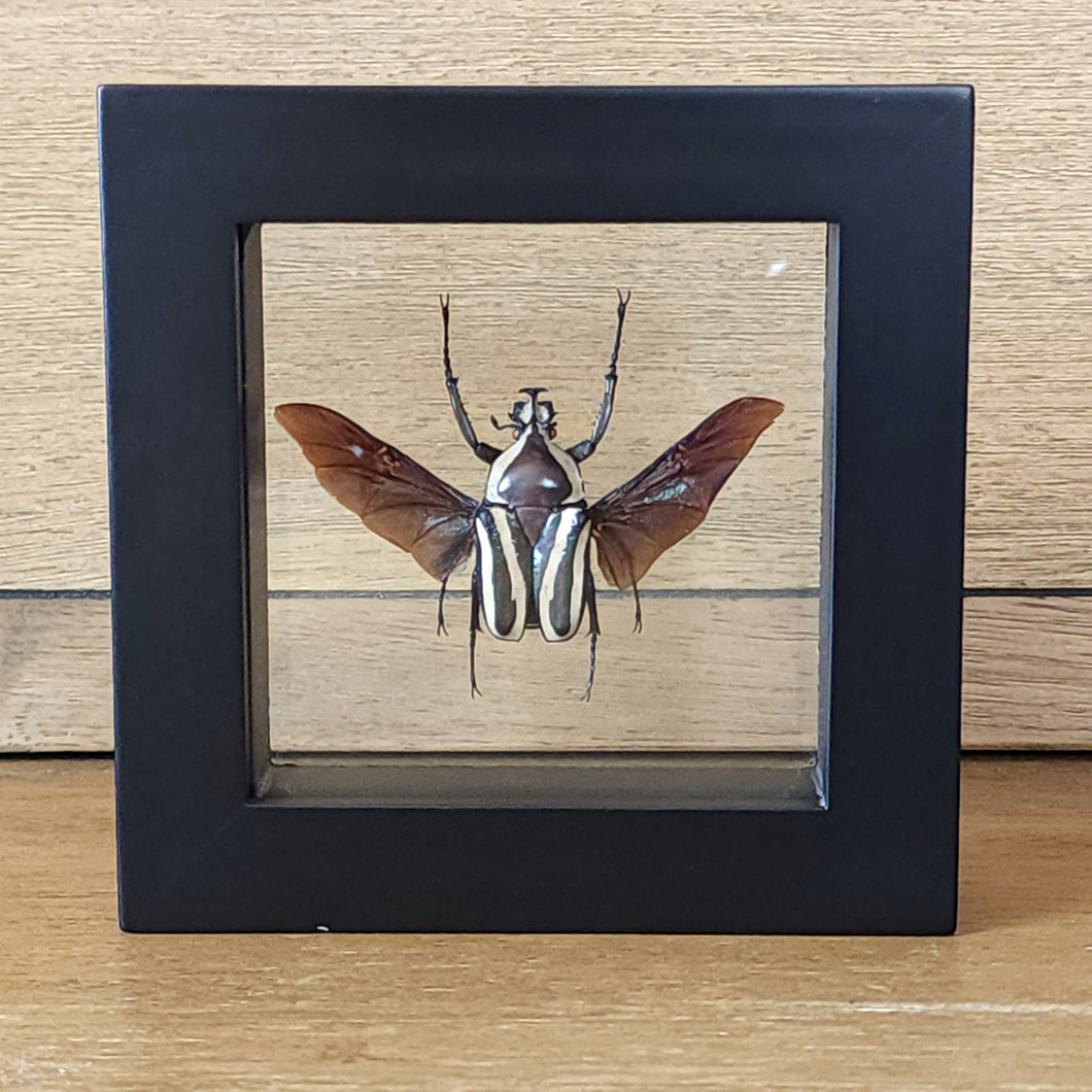 Derby Flower Beetle Shadow Box Frame