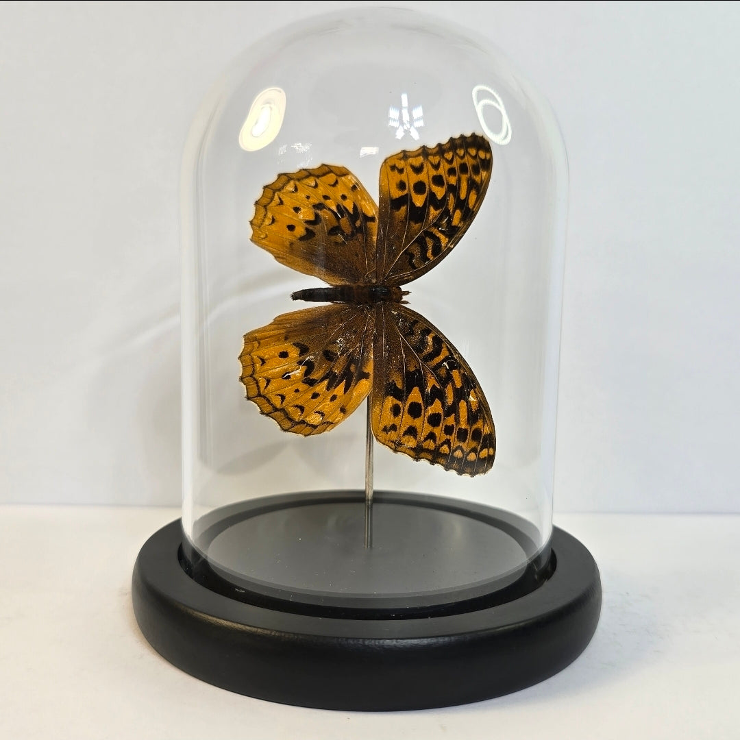 Monarch Butterfly
