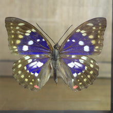 Load image into Gallery viewer, Japanese Emperor Butterfly Shadow Box Frame
