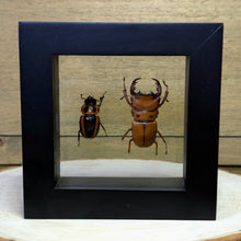 Load image into Gallery viewer, Male/Female Hooded Stag Beetle Pair Shadow Box Frame
