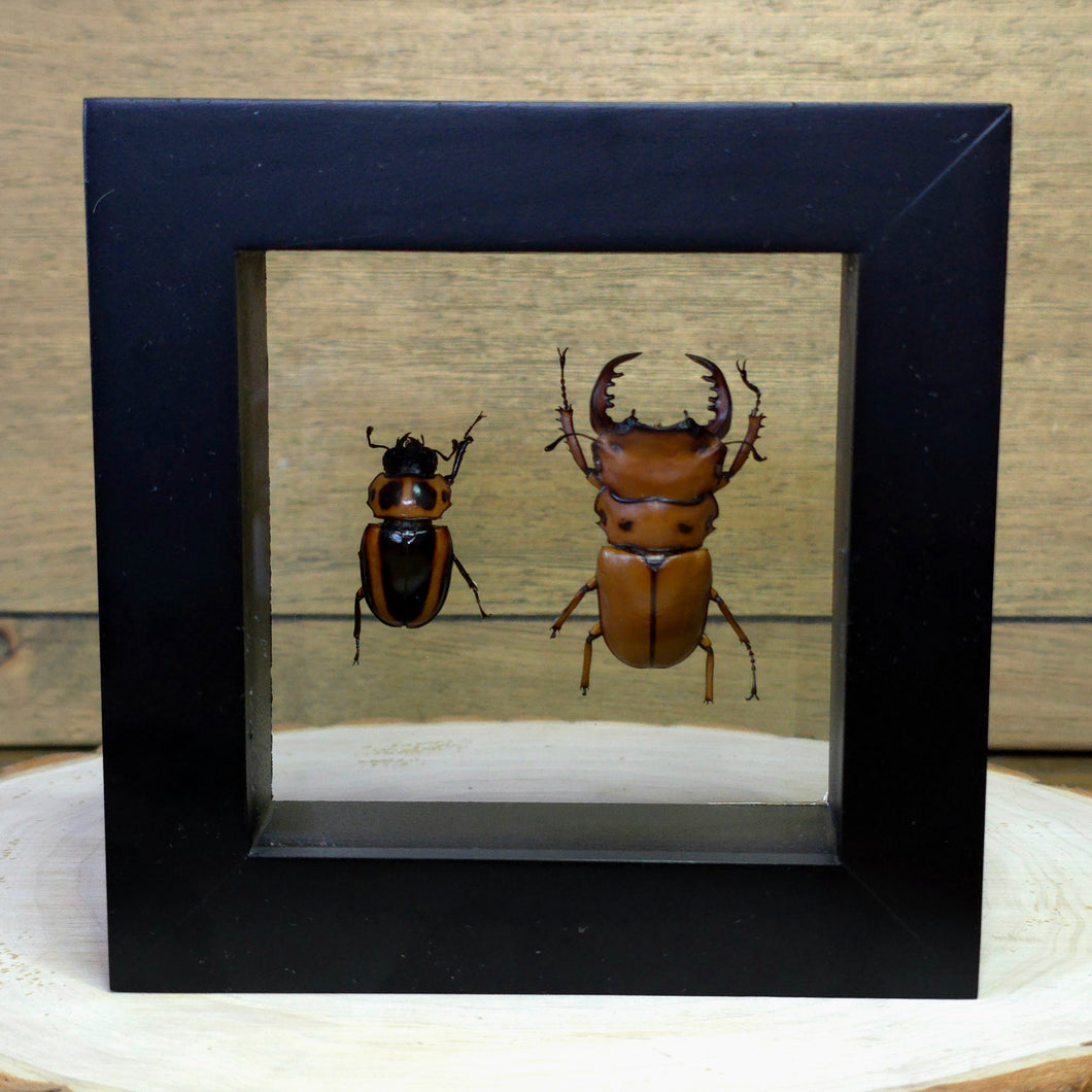 Male/Female Hooded Stag Beetle Pair Shadow Box Frame