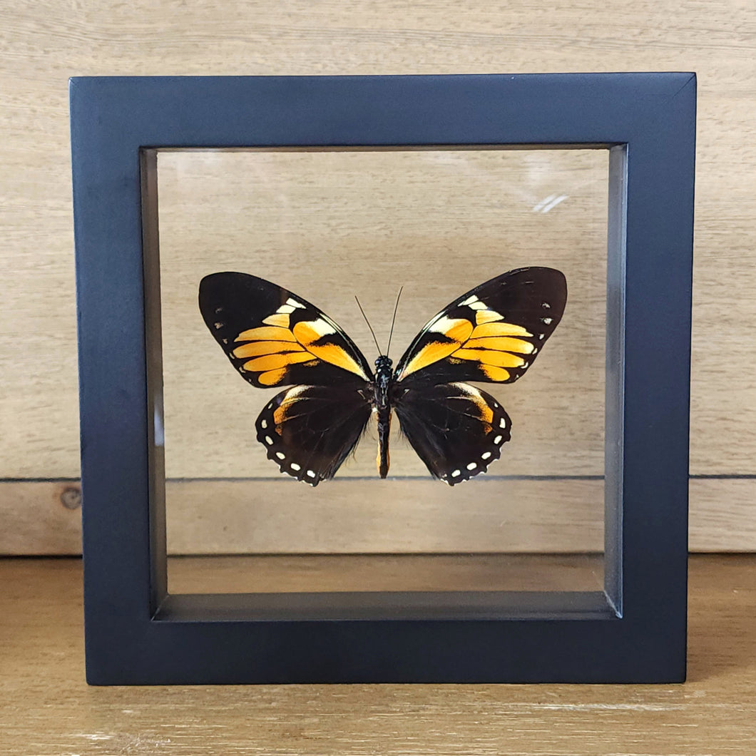 Tiger Butterfly Shadow Box Frame Discounted