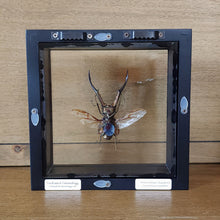 Load image into Gallery viewer, Metallic Stag Beetle Shadow Box Frame
