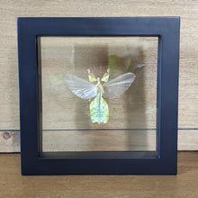 Load image into Gallery viewer, Leaf Insect Mounted on Diamondback Rattle Snake Vertebrae Shadow Box Frame
