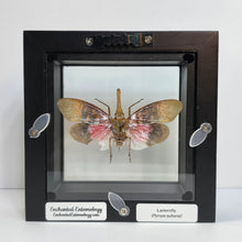 Load image into Gallery viewer, Lanternfly Shadow Box Frame
