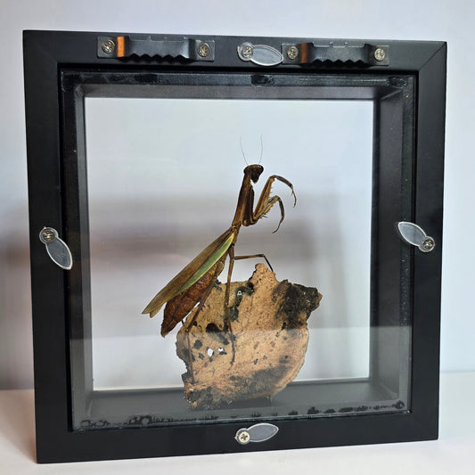 Custom Preservation - Mantis Shadowbox