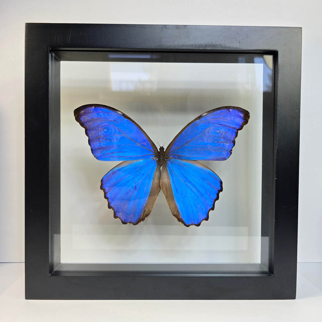 Giant Blue Morpho Butterfly Shadow Box Frame