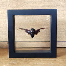 Load image into Gallery viewer, Batwing Cicada Shadow Box Frame
