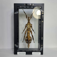 Load image into Gallery viewer, Giant Prickly Stick Insect Shadow Box Frame
